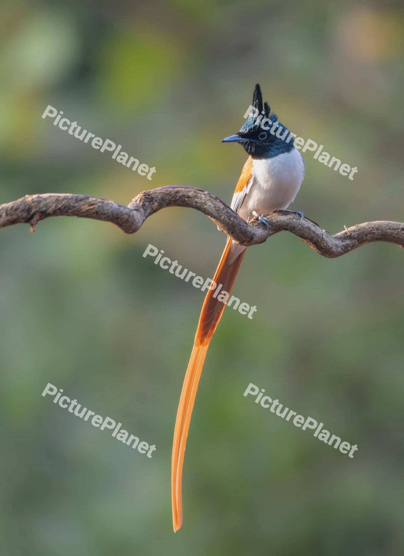 Indian paradise Flycatcher Bird